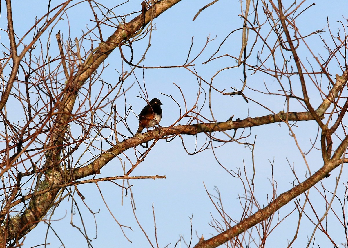 Eastern Towhee - William Clark