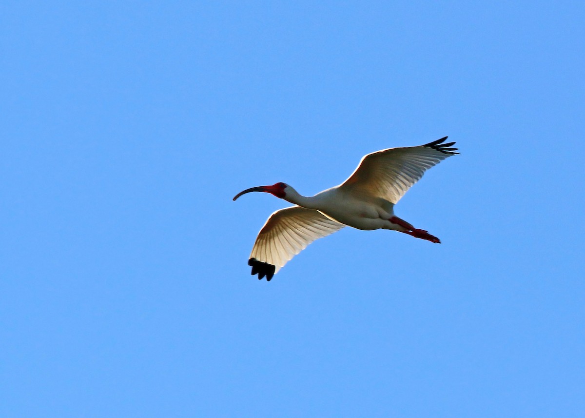 White Ibis - William Clark