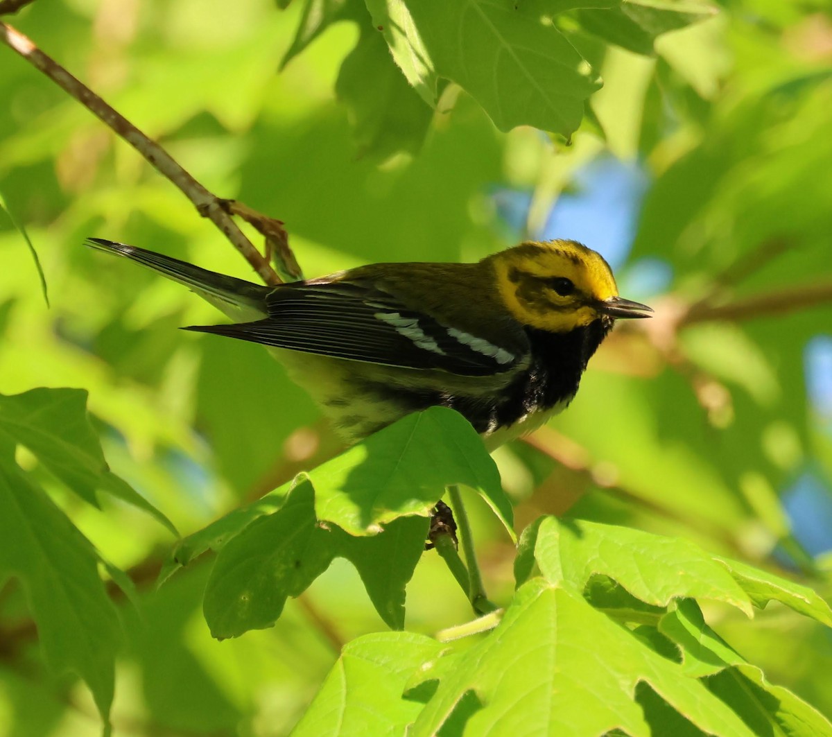 Black-throated Green Warbler - ML619418931