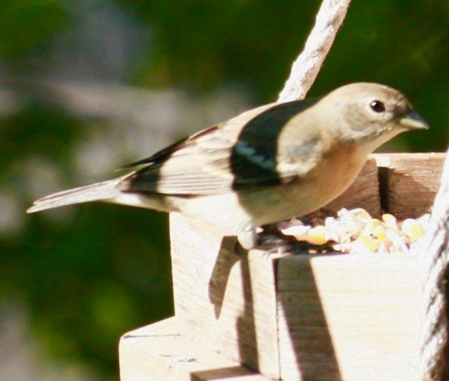 Lazuli Bunting - Renee Coon