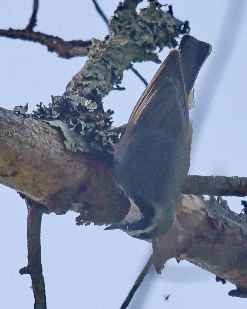 Red-breasted Nuthatch - Barb and Lynn