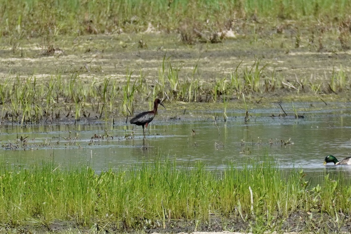 Glossy Ibis - ML619418946