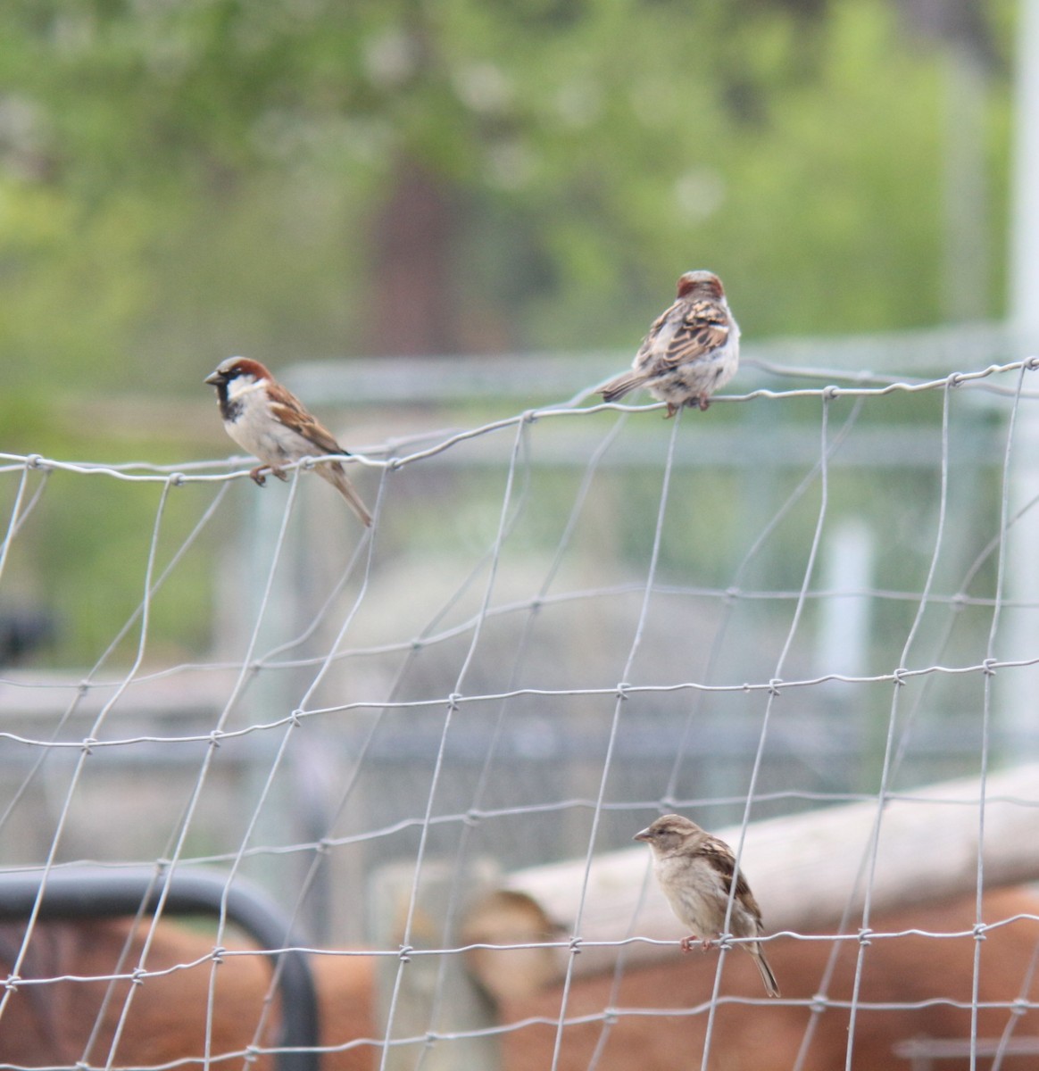 House Sparrow - Sierra Fleischmann