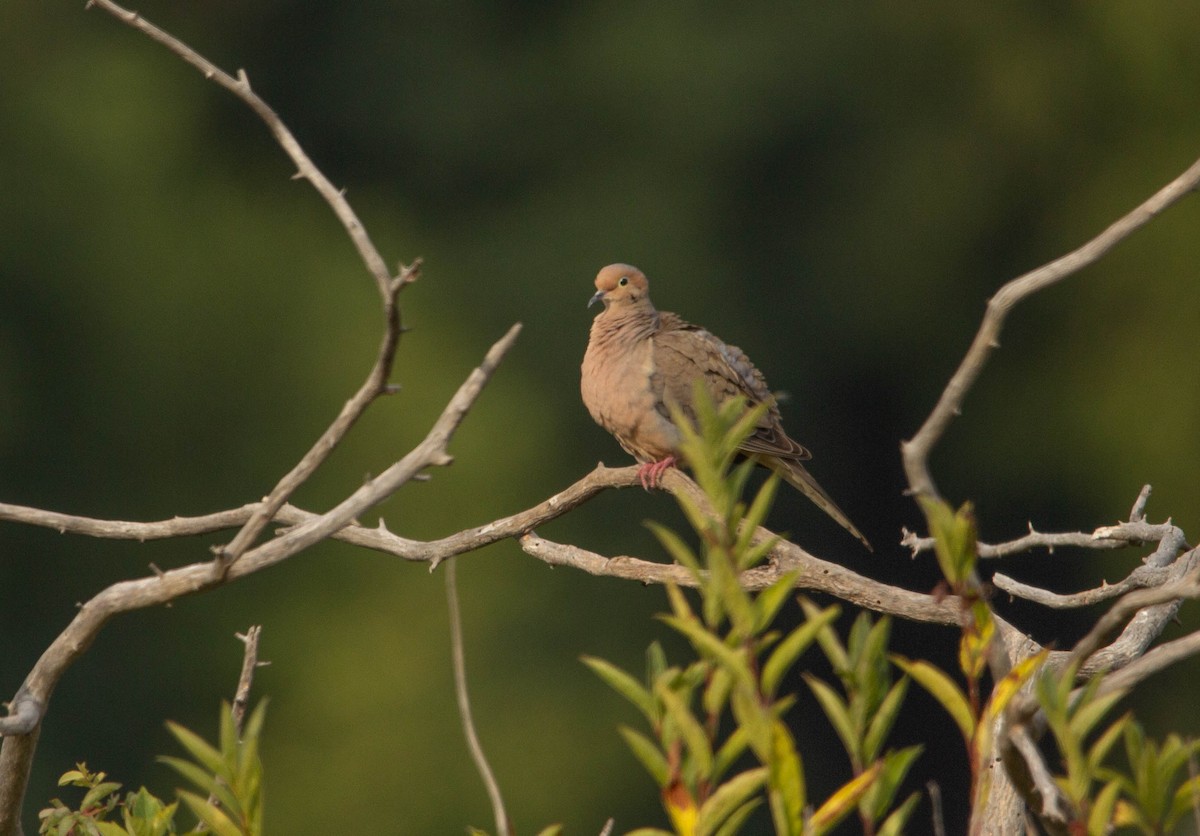 Mourning Dove - ML619418954