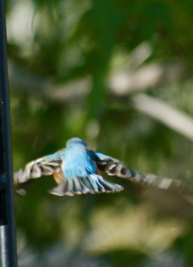 Lazuli Bunting - Renee Coon