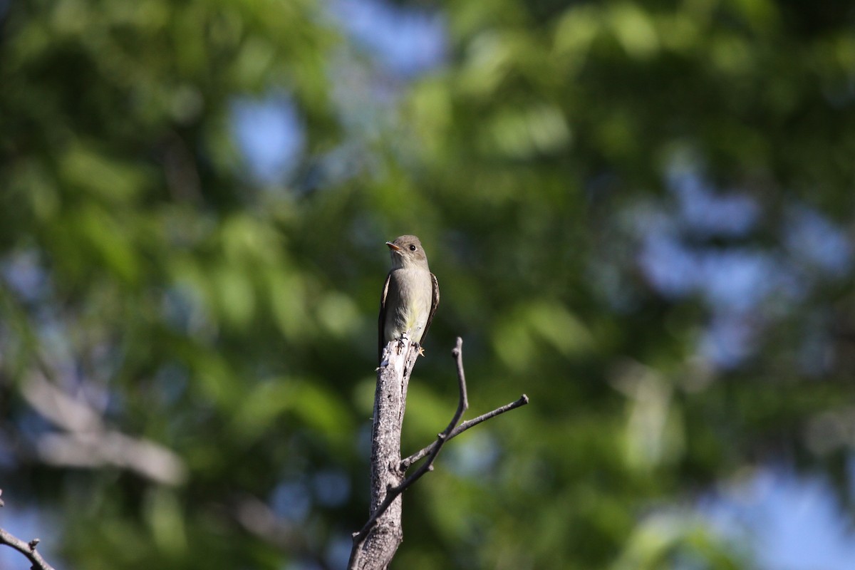 Willow Flycatcher - Guy David