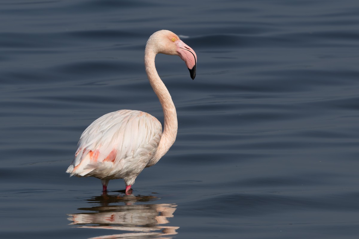 Greater Flamingo - Walter Beyleveldt
