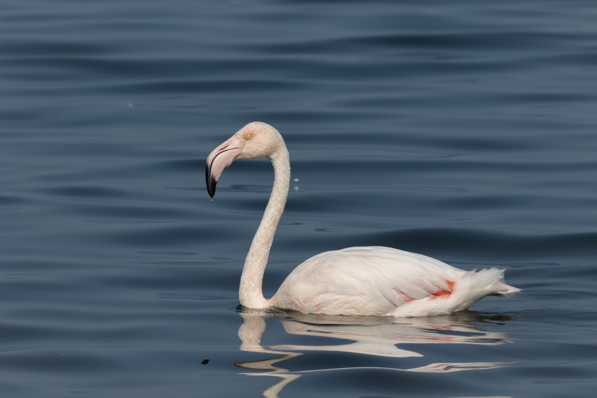 Greater Flamingo - Walter Beyleveldt