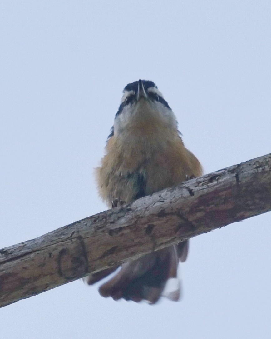 Red-breasted Nuthatch - Barb and Lynn