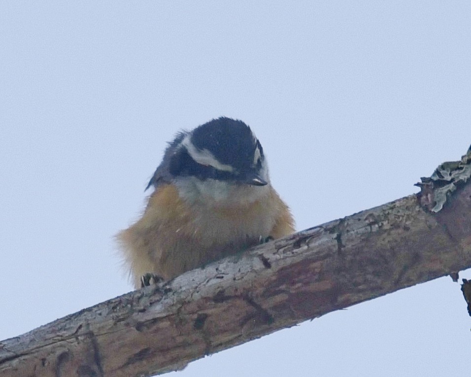 Red-breasted Nuthatch - Barb and Lynn