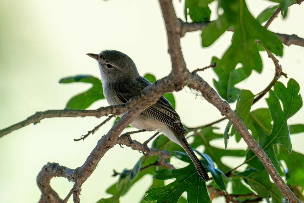 Bell's Vireo - Melani King