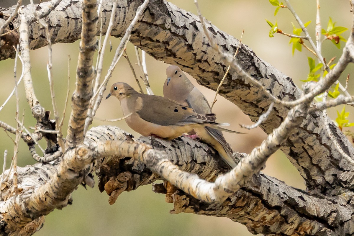 Mourning Dove - Gordon Starkebaum