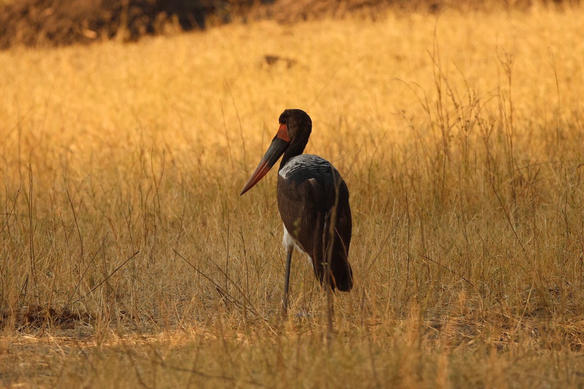 Saddle-billed Stork - ML619419001