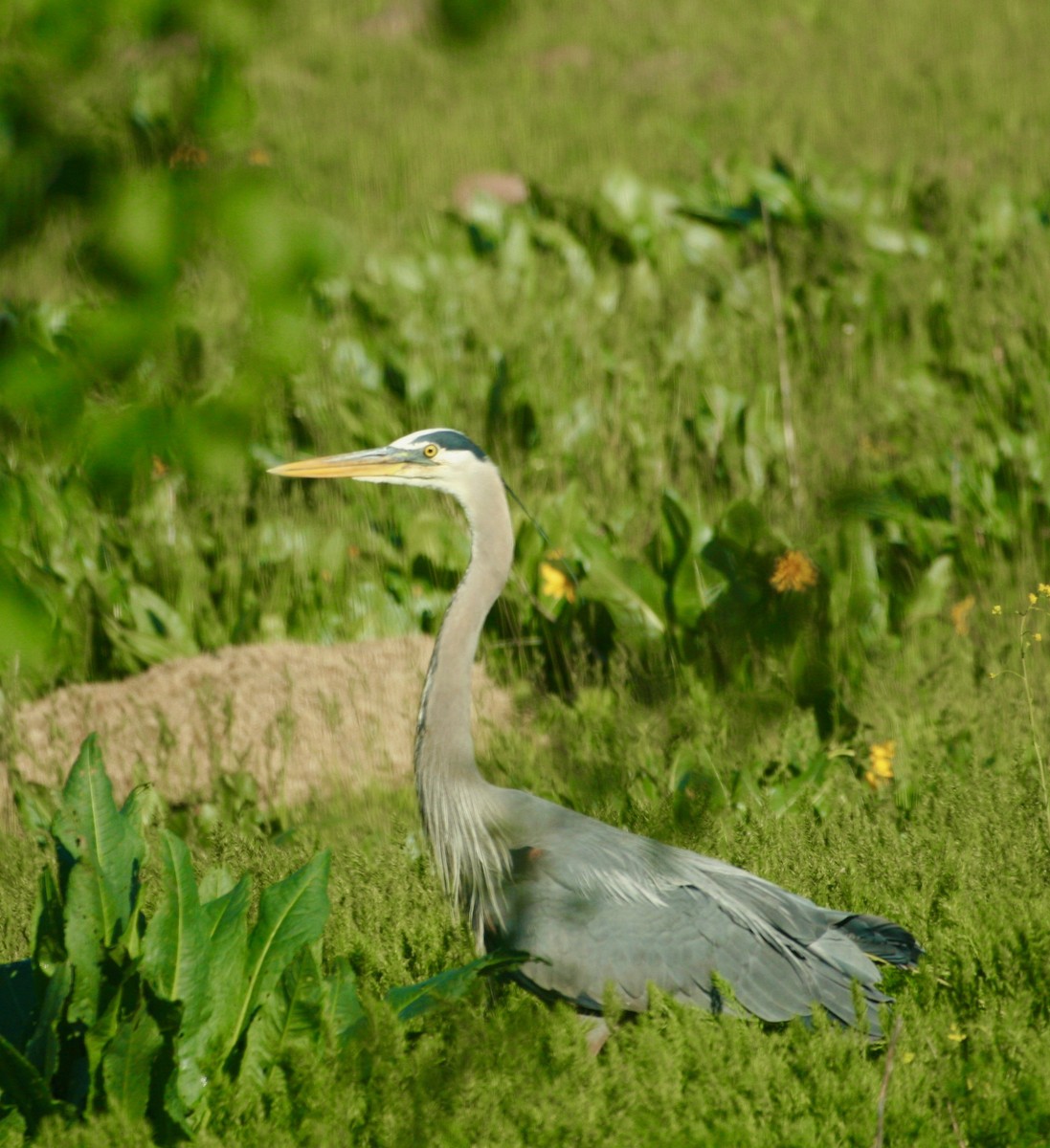 Great Blue Heron - Renee Coon