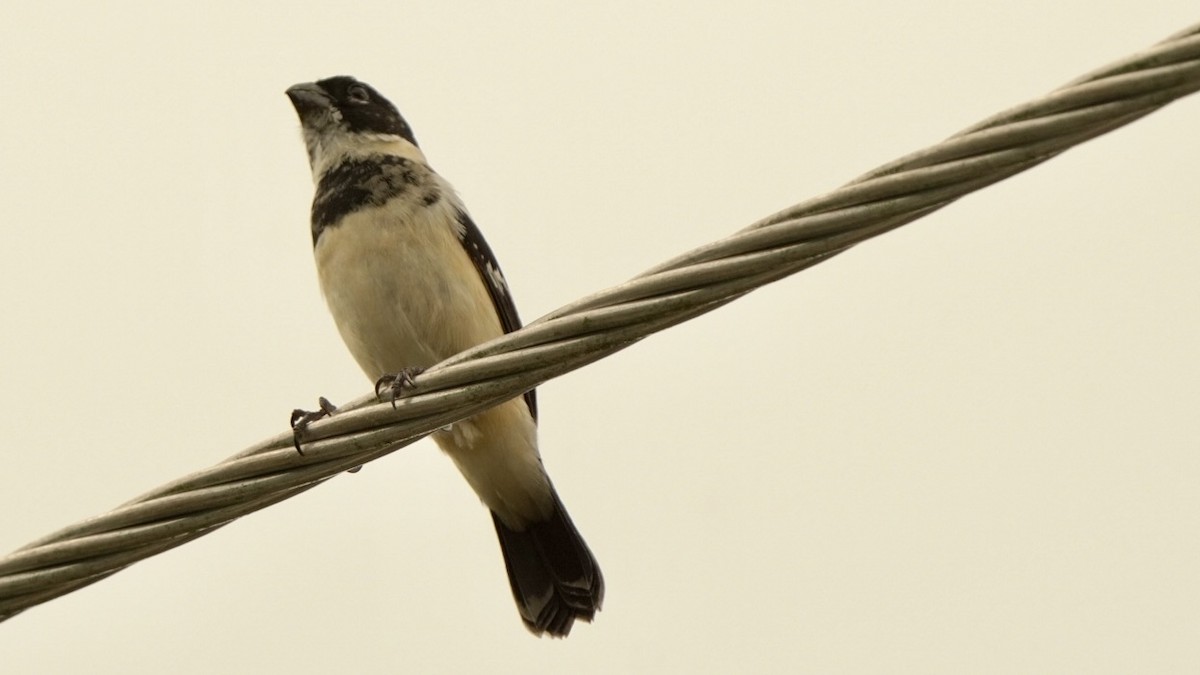 Morelet's Seedeater - Fernando  Guerrero Chavarria