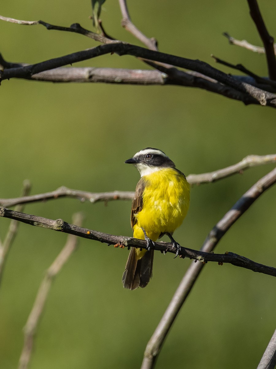 Rusty-margined Flycatcher - OMAR JAVIER LÓPEZ GÓMEZ