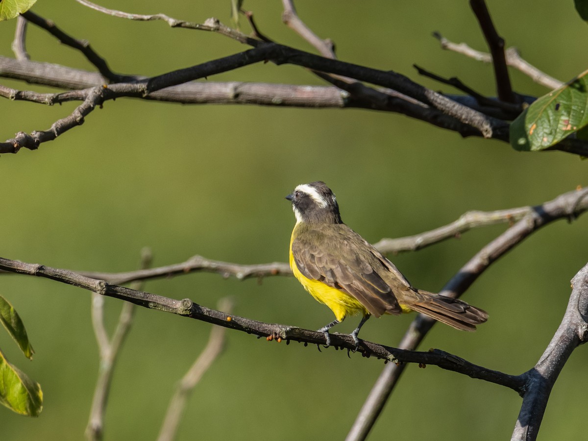 Rusty-margined Flycatcher - OMAR JAVIER LÓPEZ GÓMEZ