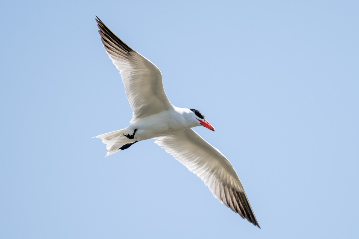 Caspian Tern - Melani King