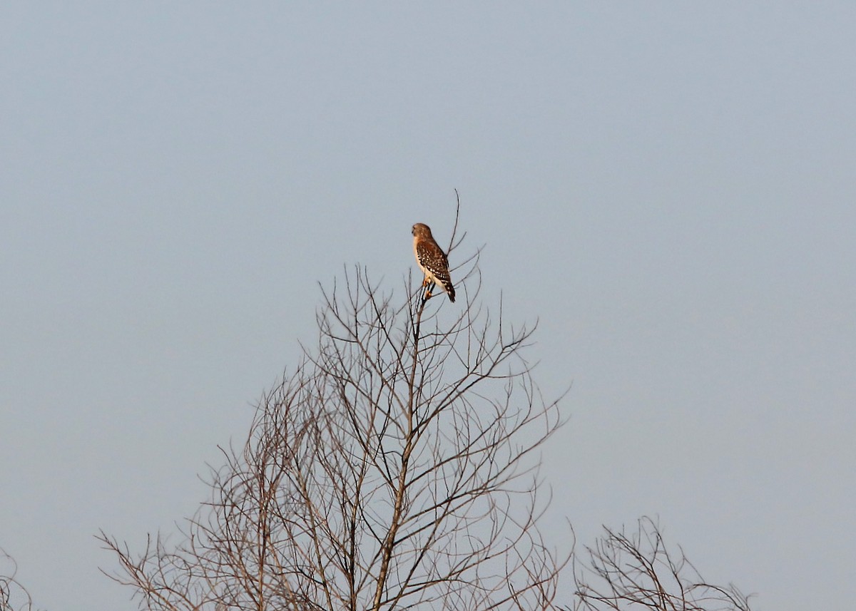 Red-shouldered Hawk - ML619419019