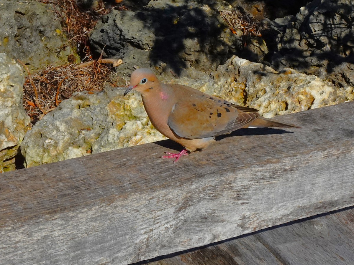 Mourning Dove - ami horowitz