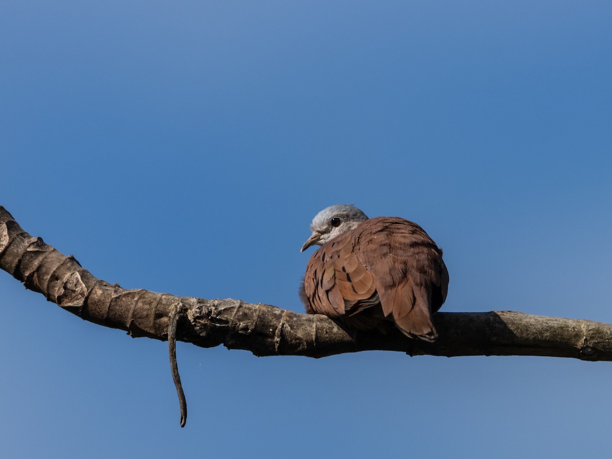 Ruddy Ground Dove - OMAR JAVIER LÓPEZ GÓMEZ