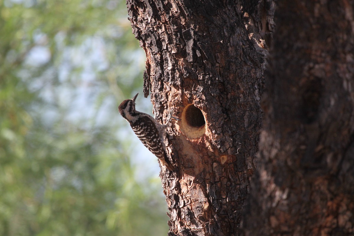 Ladder-backed Woodpecker - Guy David