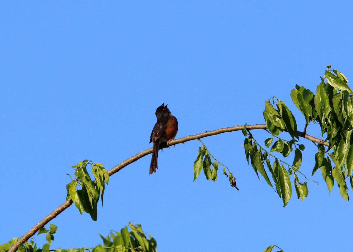 Eastern Towhee - William Clark