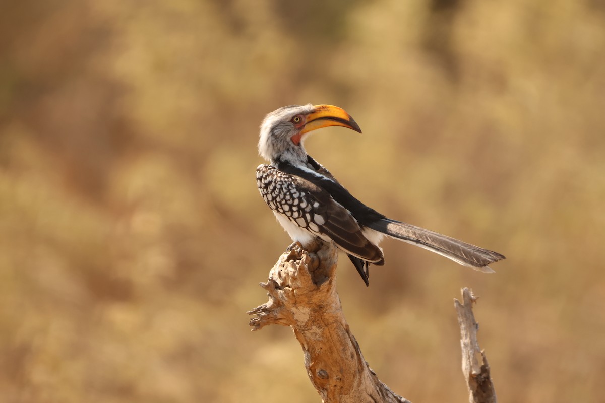 Southern Yellow-billed Hornbill - ML619419031