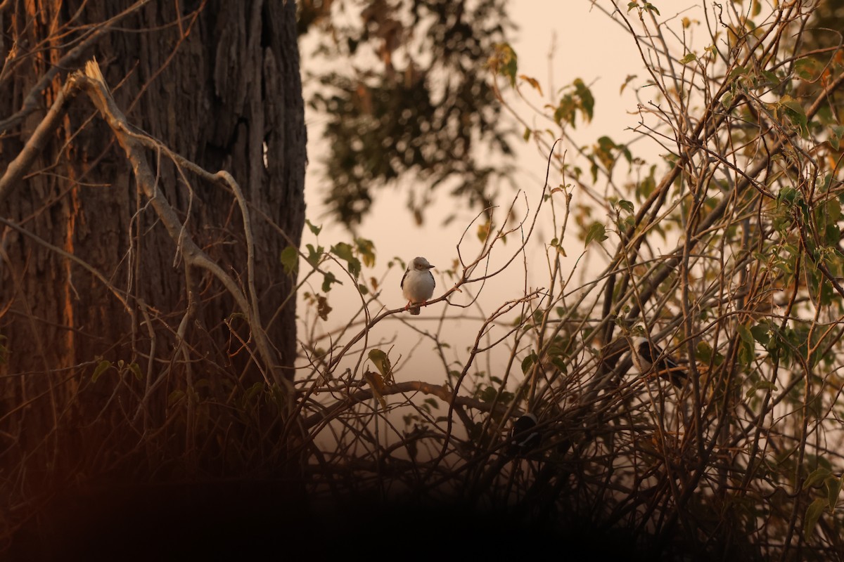 White Helmetshrike - ML619419035