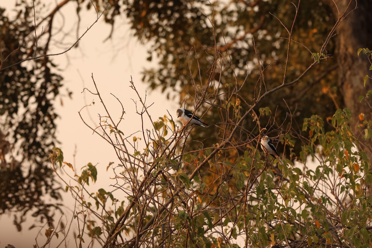 White Helmetshrike - ML619419037