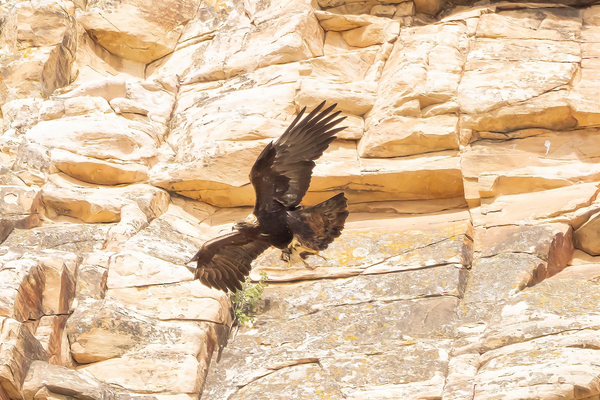 Golden Eagle - Gordon Starkebaum