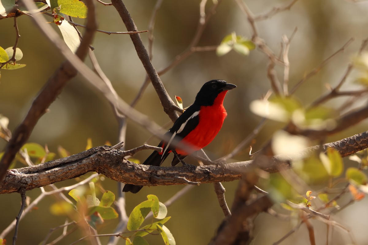 Crimson-breasted Gonolek - ML619419051