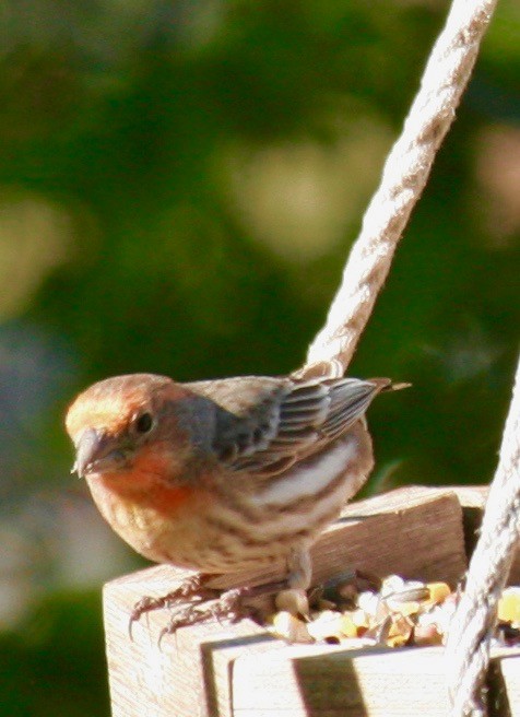 House Finch - Renee Coon