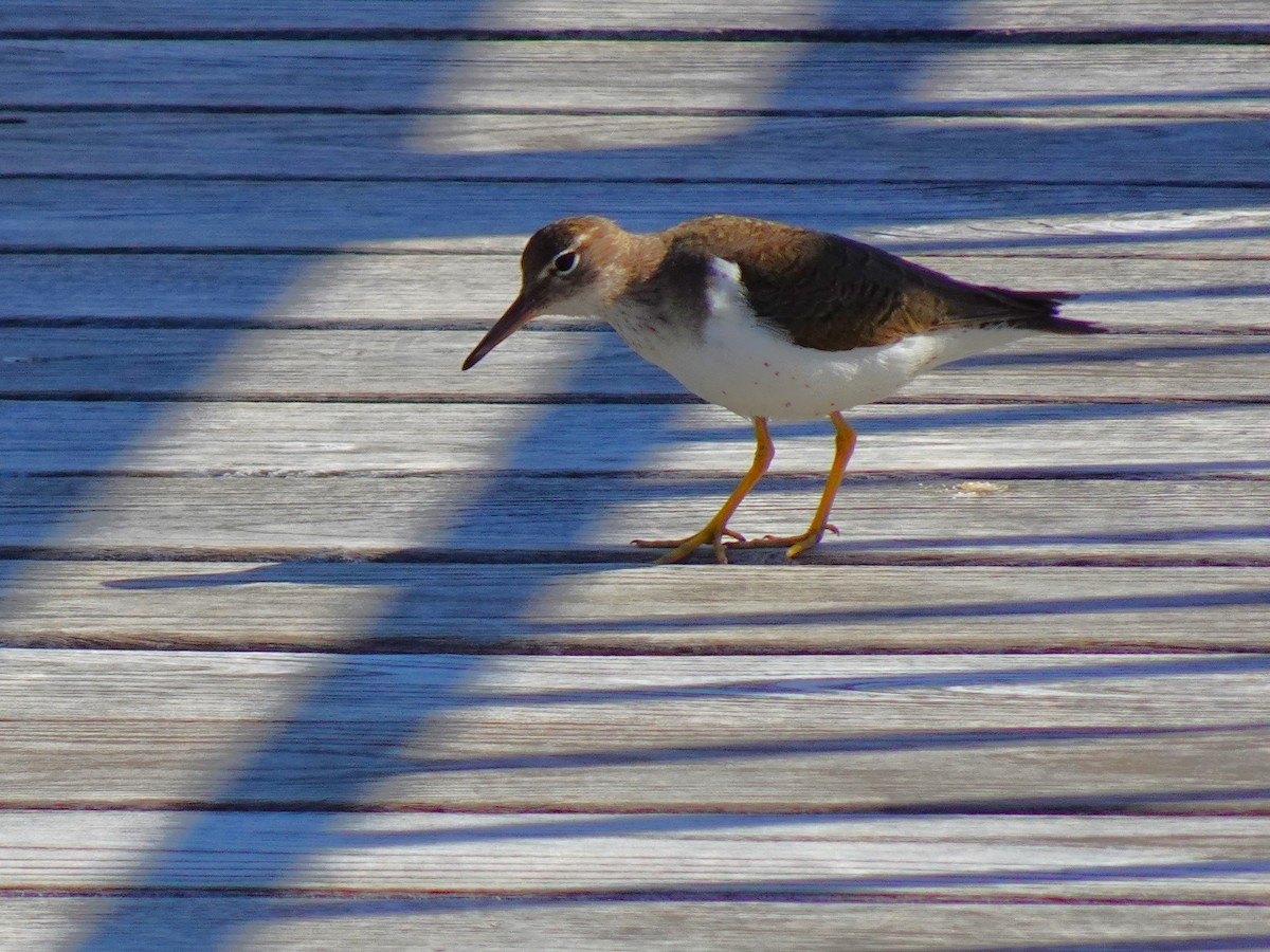 Spotted Sandpiper - ami horowitz