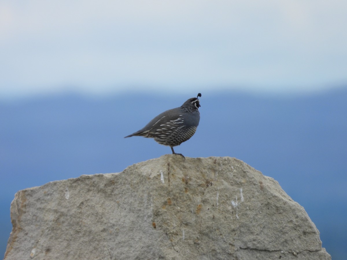 California Quail - Maura Powers