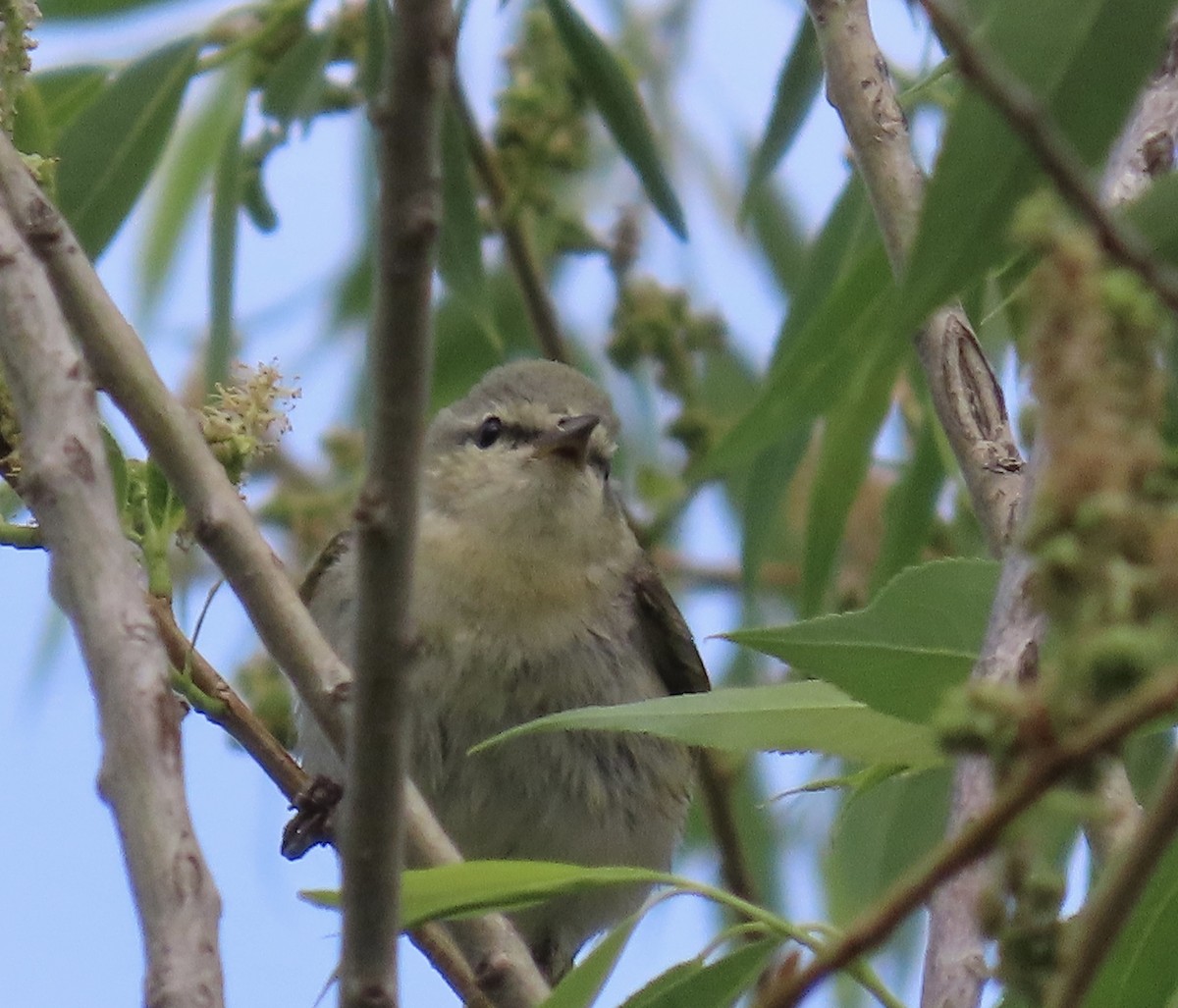 Tennessee Warbler - ML619419066