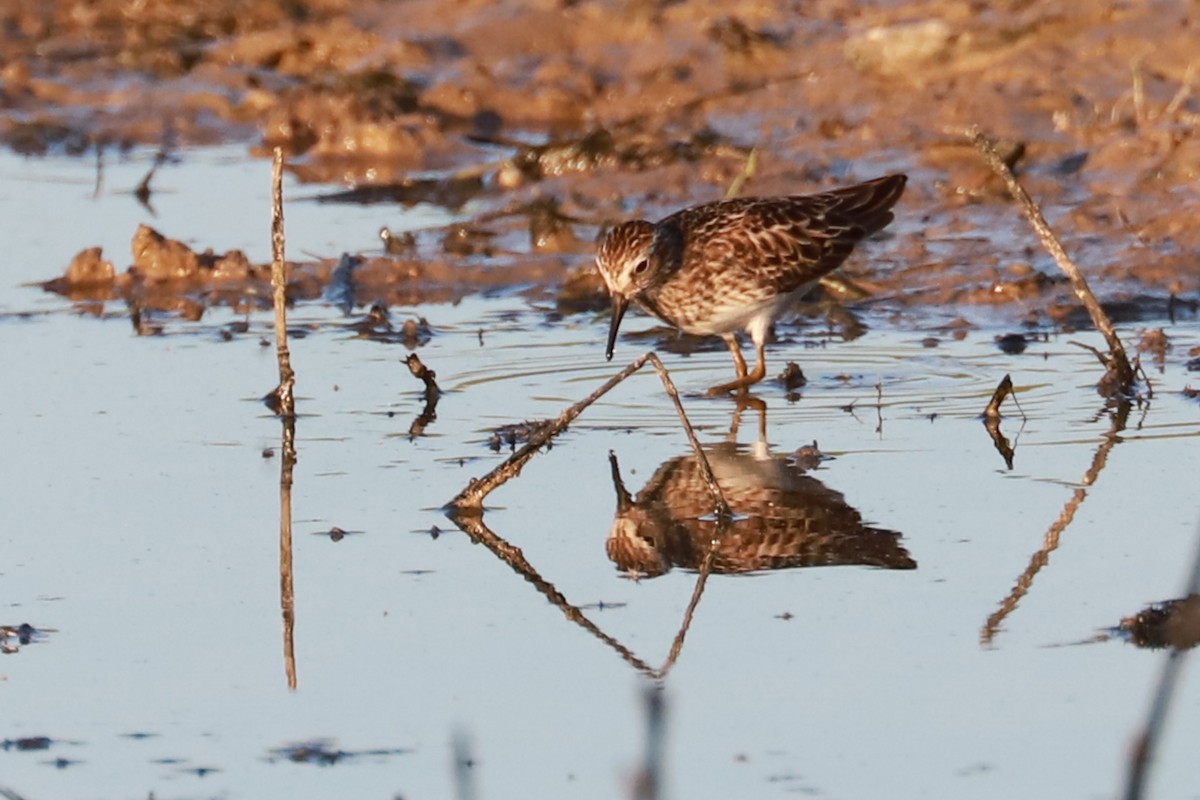 Least Sandpiper - Debra Rittelmann