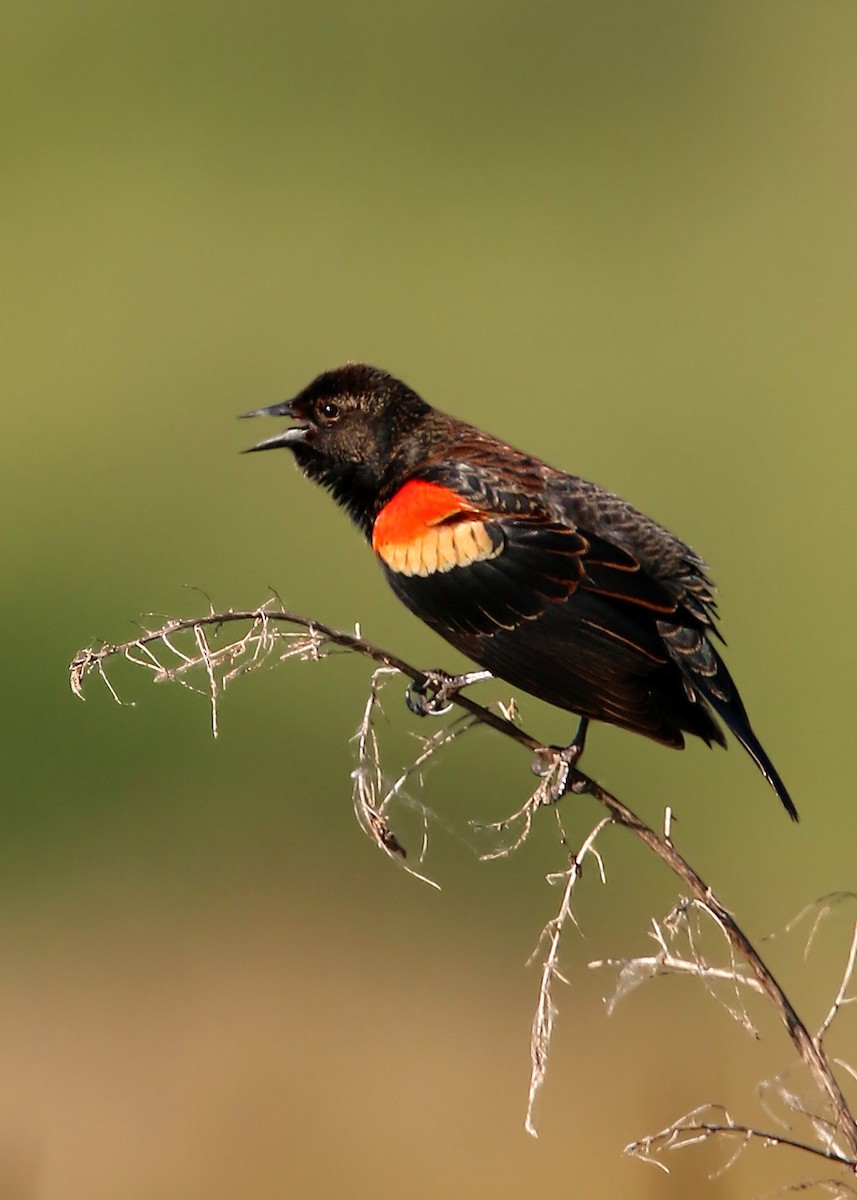 Red-winged Blackbird - ML619419070