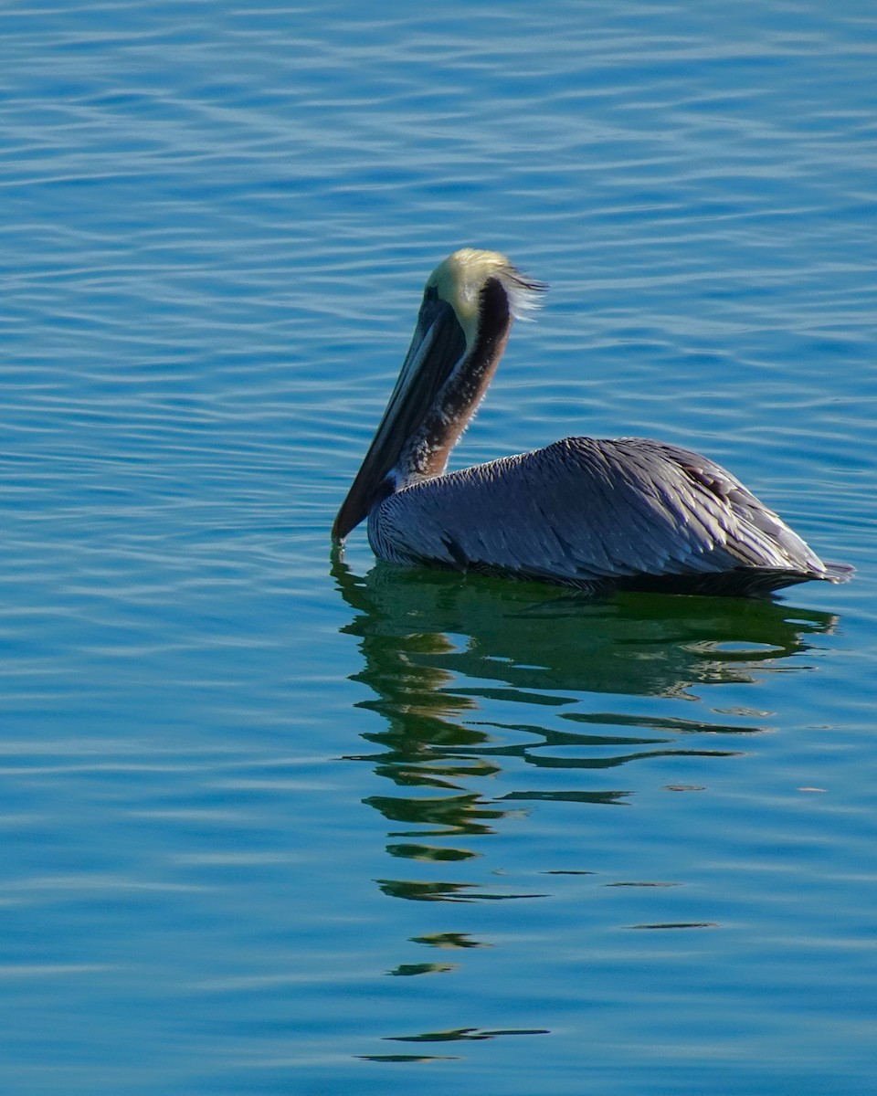 Brown Pelican (Atlantic) - ami horowitz