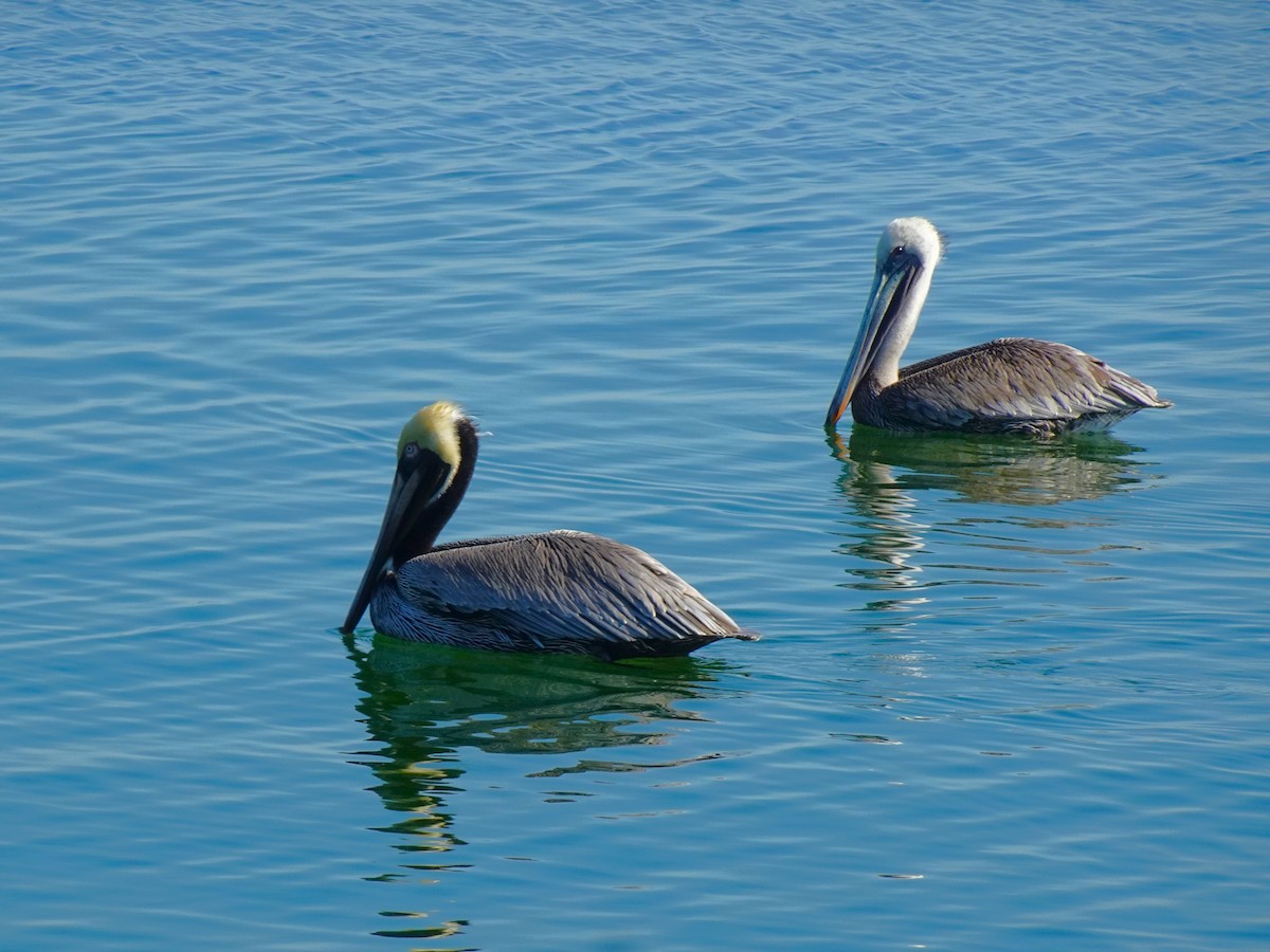 pelikán hnědý (ssp. carolinensis) - ML619419075