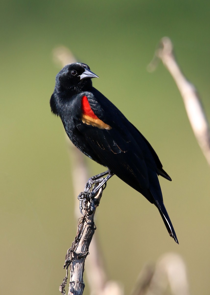 Red-winged Blackbird - William Clark