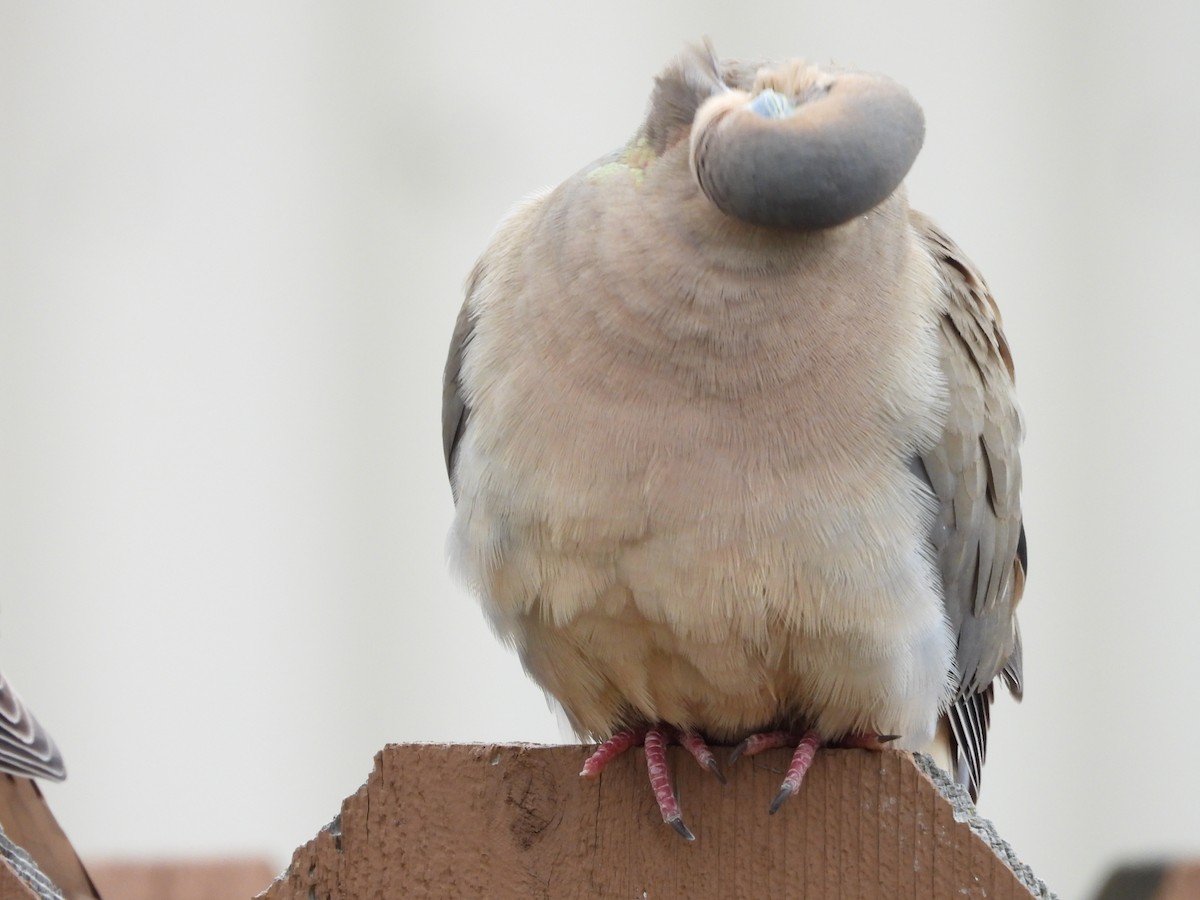 Mourning Dove - Maura Powers