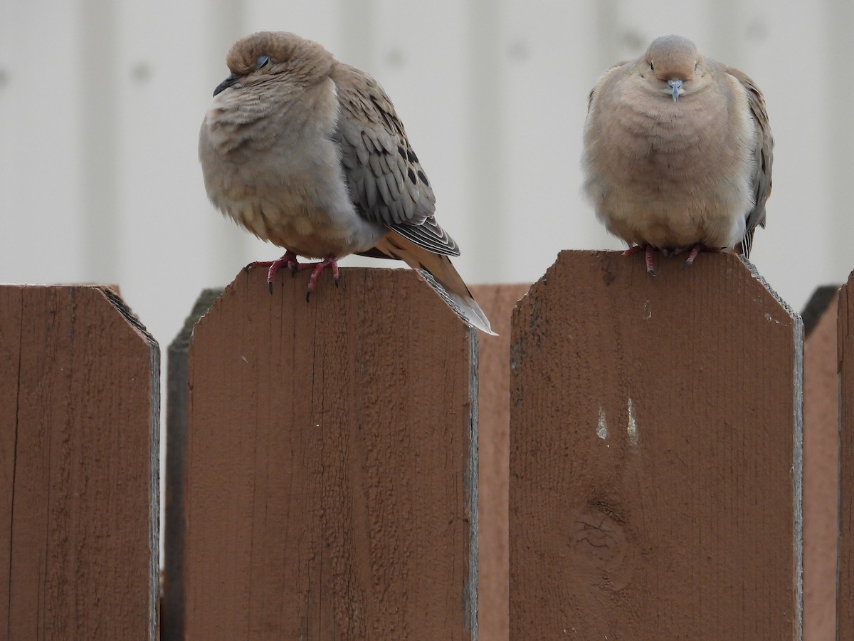 Mourning Dove - Maura Powers