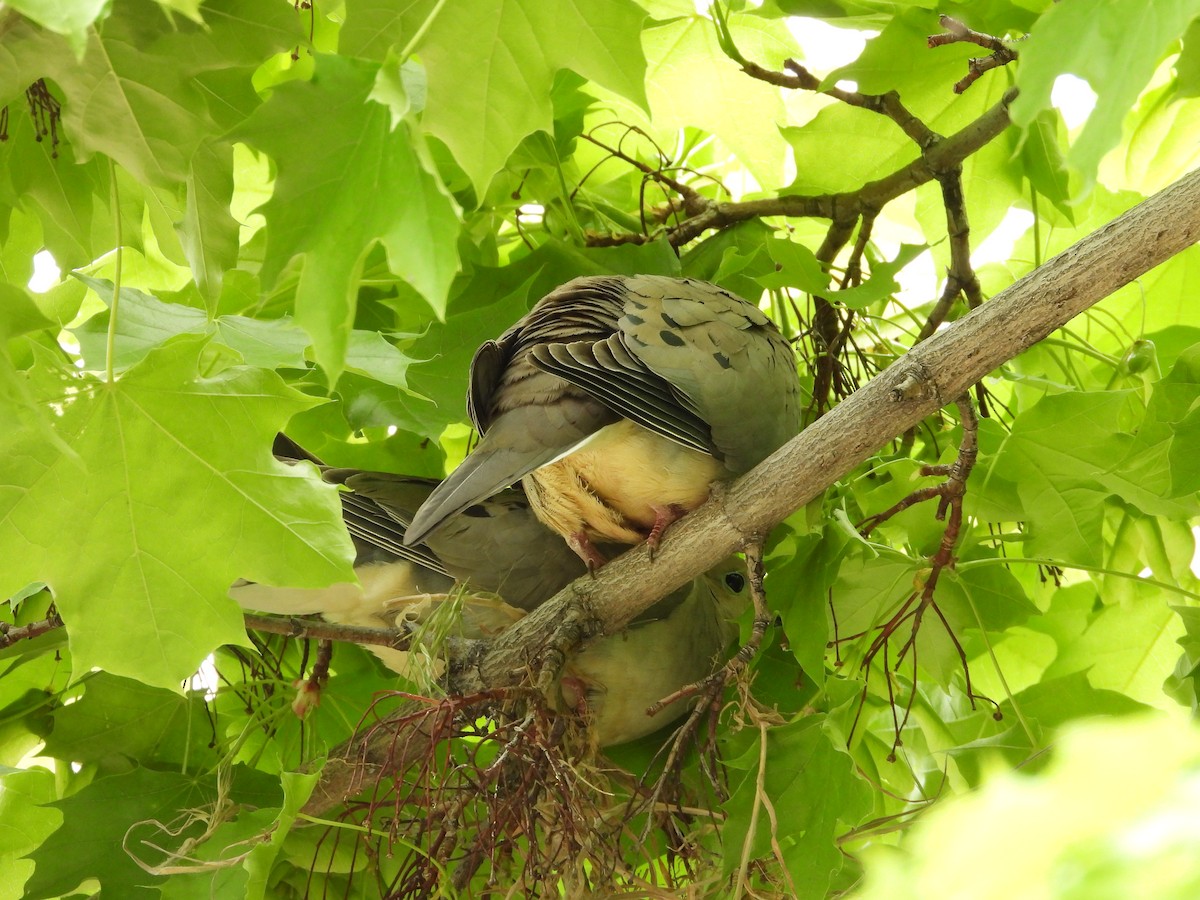 Mourning Dove - Maura Powers