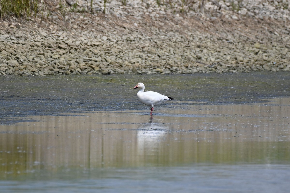 Snow Goose - ML619419088