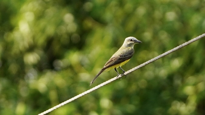 Tropical Kingbird - Fernando  Guerrero Chavarria