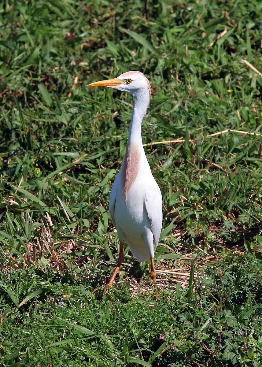 Western Cattle Egret - ML619419128