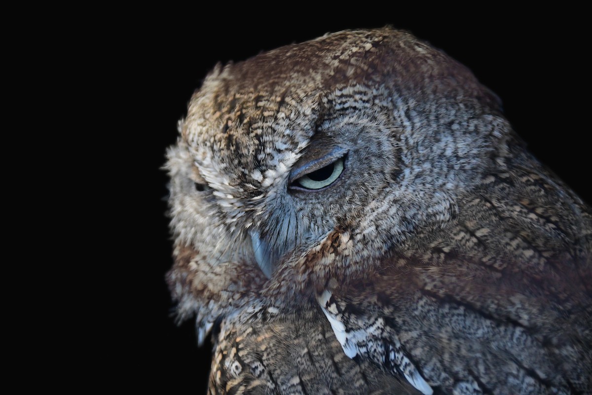Eastern Screech-Owl - Chaiby Leiman