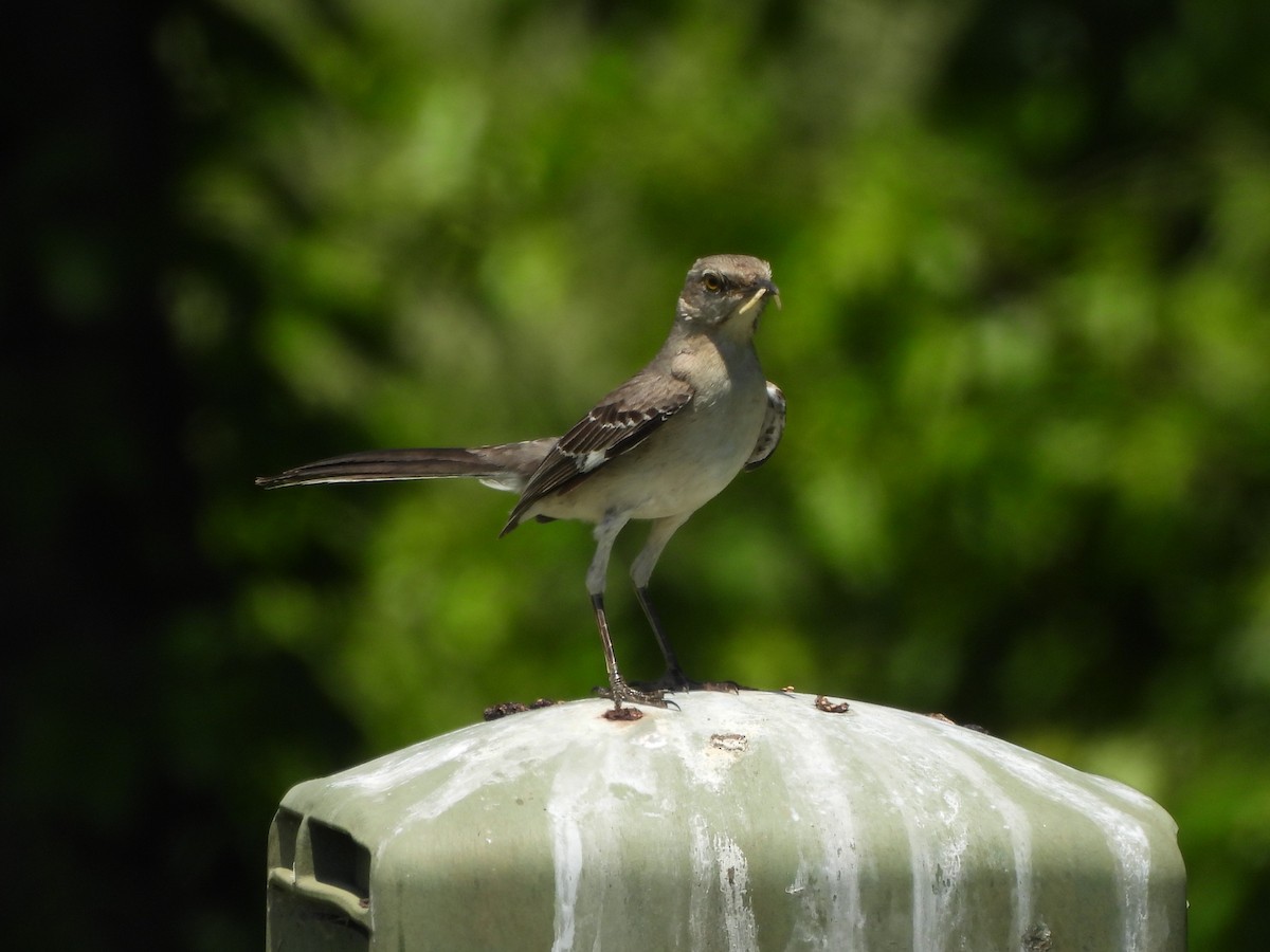 Northern Mockingbird - Tracee Fugate