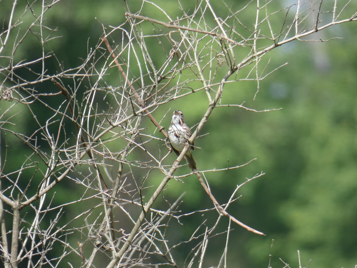 Song Sparrow - Jennifer Grande